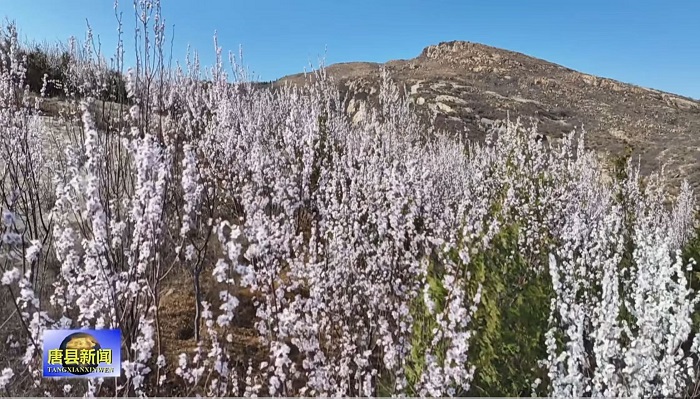 庆都山·唐尧古镇：山桃花漫山绽放 春日盛景醉游人